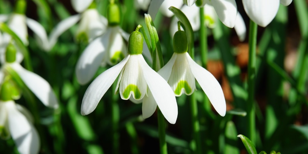 See spring snowdrops at locations throughout Scotland until March See spring snowdrops at locations throughout Scotland until March
