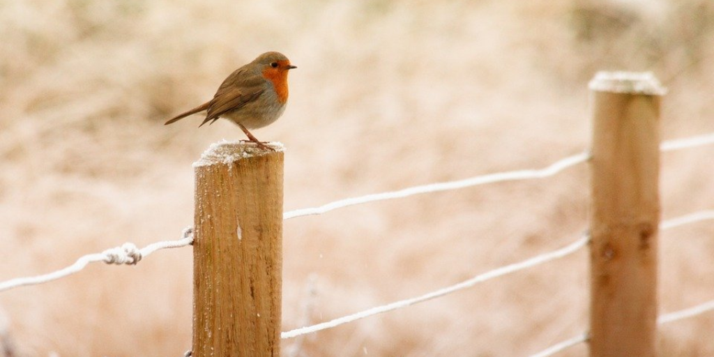 Help out wildlife at Blackness Castle this February Help out wildlife at Blackness Castle this February