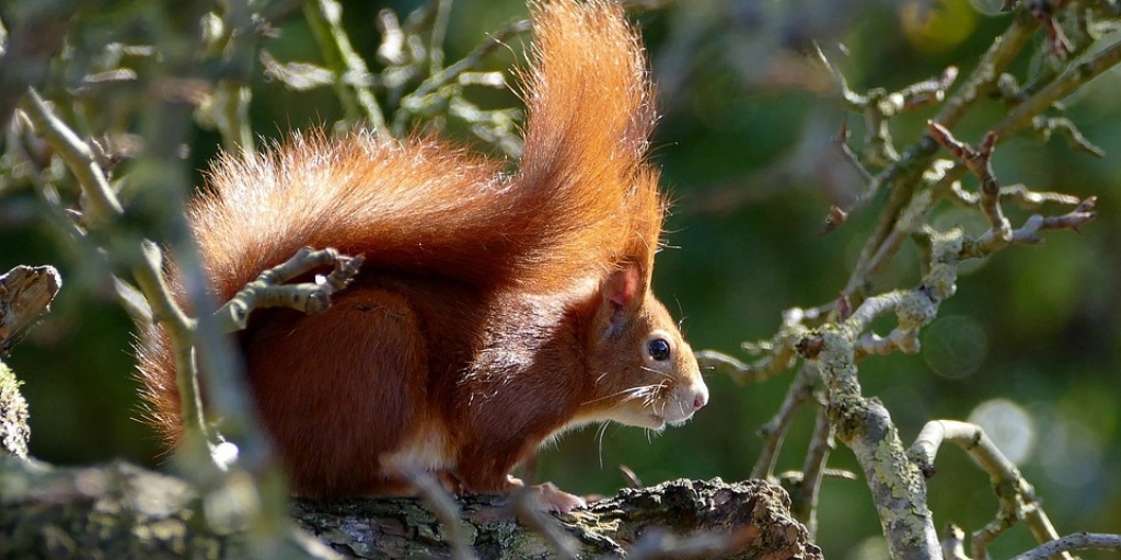 Find out where to spot red squirrels this autumn Find out where to spot red squirrels this autumn
